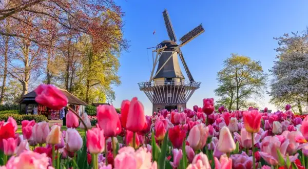 Keukenhof kiedy najlepiej jechać, aby zobaczyć tulipany w pełni kwitnienia
